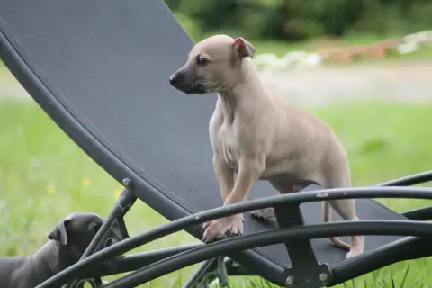 Whippet  Mâle Fauve Masque Noir Du Frison Impérial