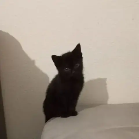 Chat Tika  À L Adoption