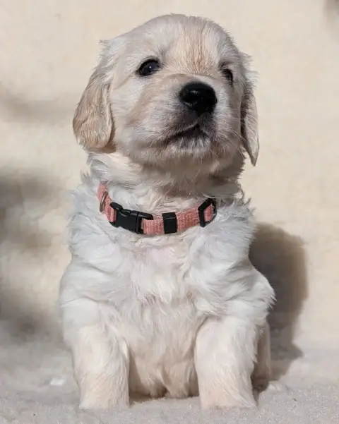 Golden Retriever  Beauty De L'Esprit D'Oural photo 3
