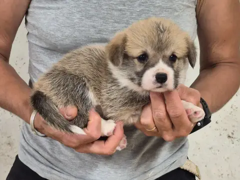 Welsh Corgi Pembroke  B... De Paline