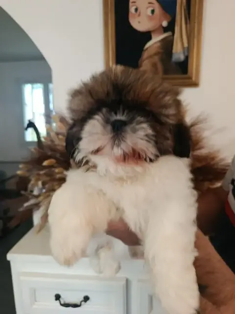 Shih Tzu  Chiot 1 Du Paradis D'Indiana