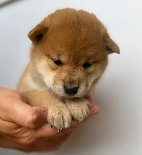 Shiba