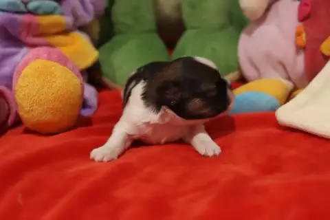 Shih Tzu  Bennet De La Ferme Des Mottes photo 3