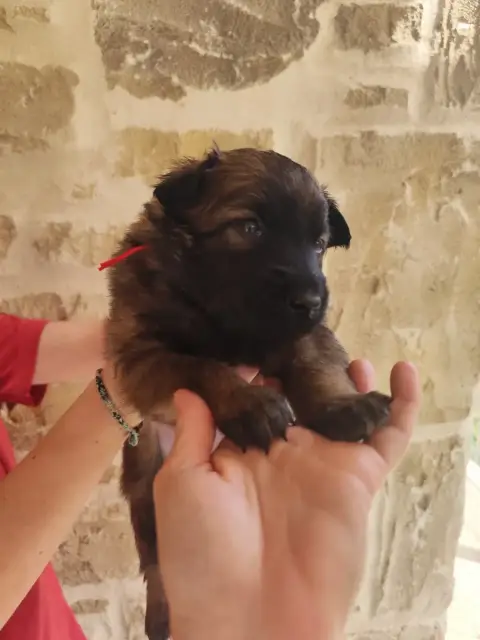 Berger Belge  Mâle Collier Rouge Des Crocs Du Vivarai 508de