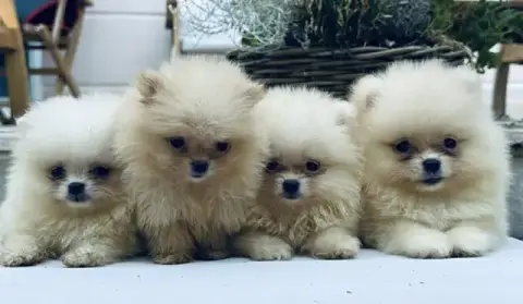 Spitz Allemand  Chiot N°2