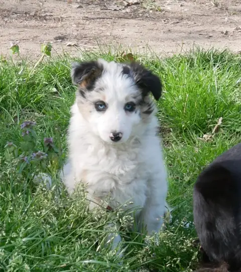 Border Collie  Bianca