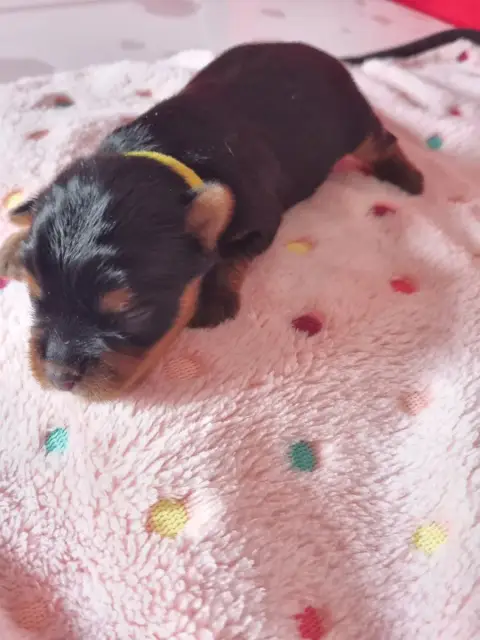 Yorkshire Terrier  Bandy-