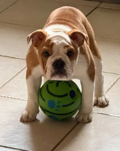 Bulldog Anglais  Alia The Bull'S Of Sweetness Marchal 3a0ae