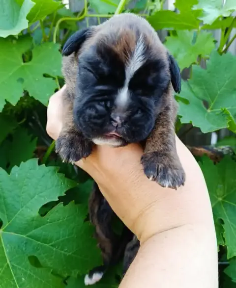 Boxer  Chiot 1 Des Gardiens De Chami