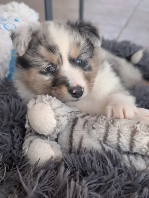 Shetland Sheepdog  Chiot N°7 De L'Arche De Sarah