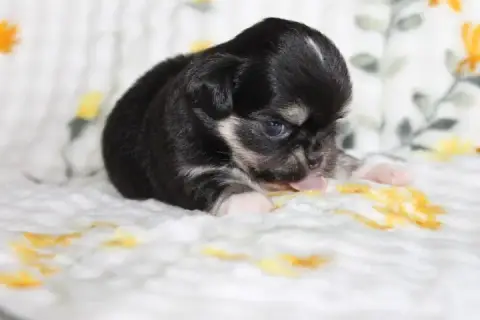 Chihuahua  Chiot N°2 Des Joyaux De La Sambre photo 2