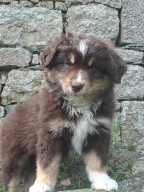Berger Américain Miniature  Chiot Bam Femelle Déjà Te 1e08d