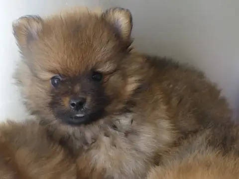 Spitz Allemand 
                        Chiot N°4 Du  5a420