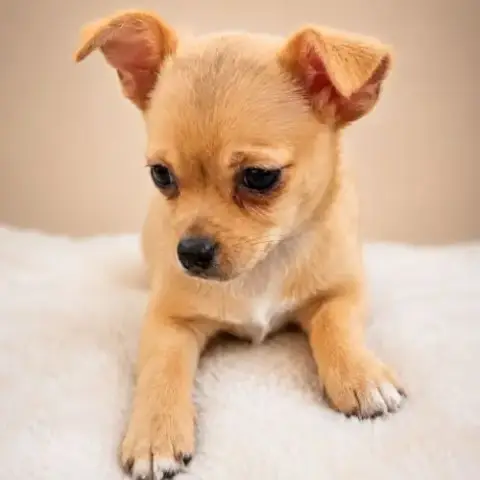 Chiot
