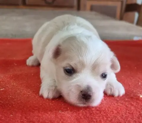 Coton De Tulear  Chiot N°2 Des Hirondelles Du Voyage ef2db photo 3