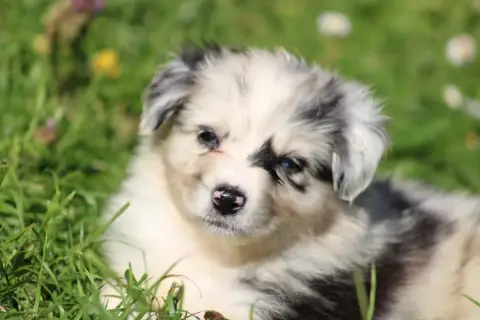Berger Australien  Bleuet White Snow Sheperds