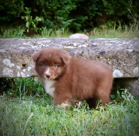 Berger Australien  Chiot N°1 Red Rock River photo 2