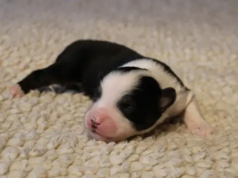 Berger Américain Miniature  Chiot N°2 Du Clos D'Arleq a0722