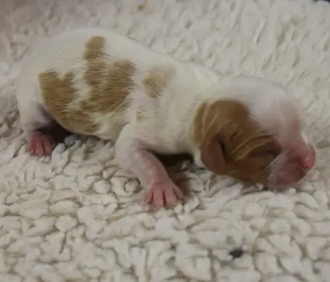 Cavalier King Charles Spaniel