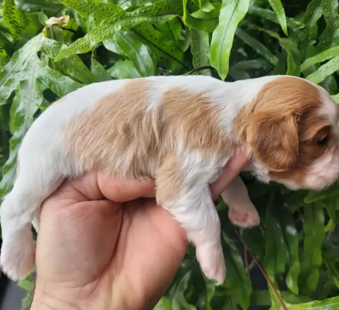 Cavalier King Charles Spaniel  Chiot N°2 Du Domaine D 17fac photo 2