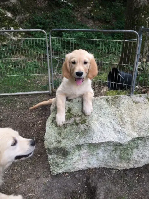 Golden Retriever  Chiot N°11 Des Marais De Courmont e5e43 photo 3