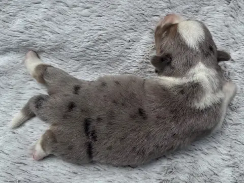 Welsh Corgi Cardigan  Chiot N°1 De La Cour Des Iles db1d3 photo 2