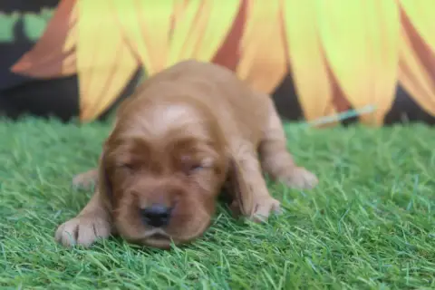 Cocker Spaniel Anglais  Femelle Fauve Of Caniland'S D 628fb