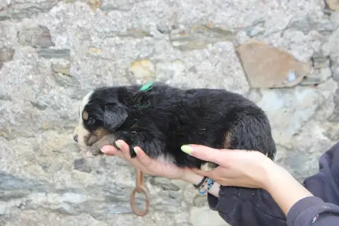 Bouvier Bernois  Chiot 3 De La Vallée De L'Hyrome photo 3