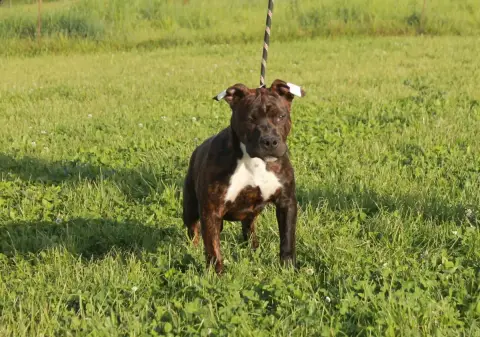 American Staffordshire Terrier  Automne Du Domaine Du 197f6 photo 3