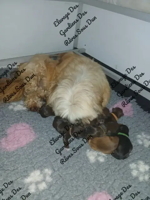 Lhassa Apso  Chiot 7 Des Gardiens Des Reves Sous Dun 81c12