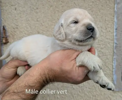 Golden Retriever photo 2