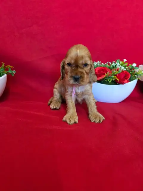 Cocker Spaniel Anglais  B........... Du Domaine De St 0edf3 photo 2