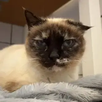 Chat Isadora À L Adoption