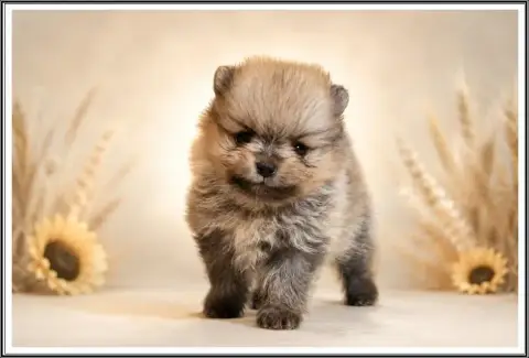 Spitz Allemand  Bisounours Du Bois Des Amazones
