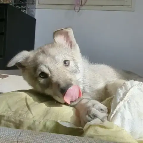Chien Loup Femelle