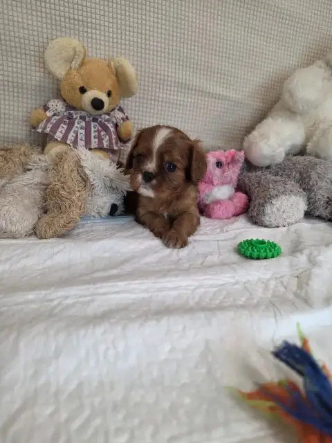 Cavalier King Charles Spaniel  Collier Rouge Des Sent 0d5eb