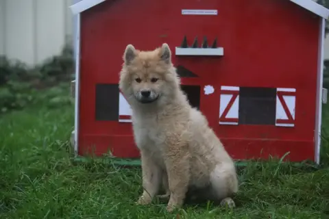 Eurasier  Mister Du Royaume D'Ebène photo 2