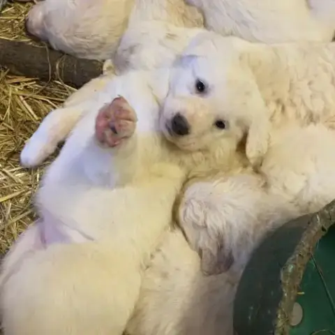 10 Chiots Patous Apparence Abruzzes À Vendre