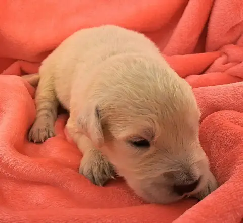 Golden Retriever  Benji photo 3