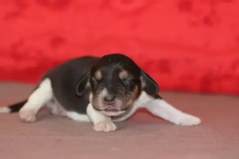 Beagle  Male 3 Des Diamants Verts