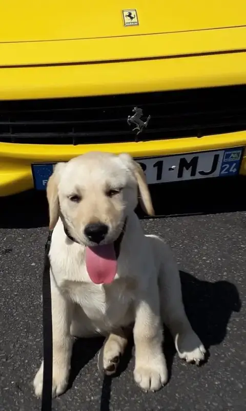 Labrador Retriever  2 Des Bonnes Beches photo 2