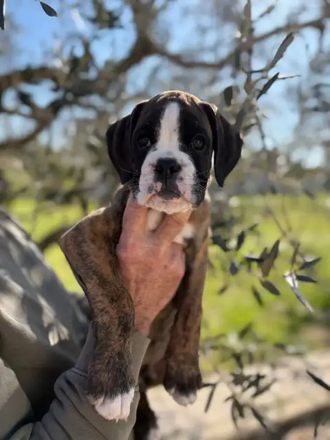 Boxer  Chiot N°4 De La Croix De Cazeneuve