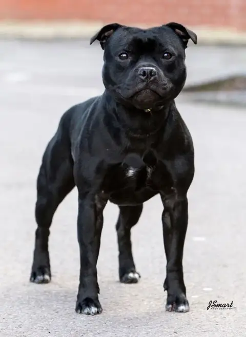 Staffordshire Bull Terrier photo 2