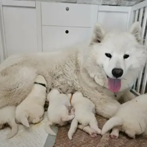 Samoyèdes Type Ours Lof - Élevage Familial