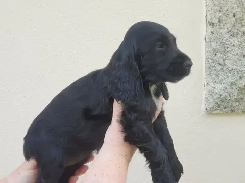 Cocker Spaniel Anglais  Bianca De Lambaol photo 3