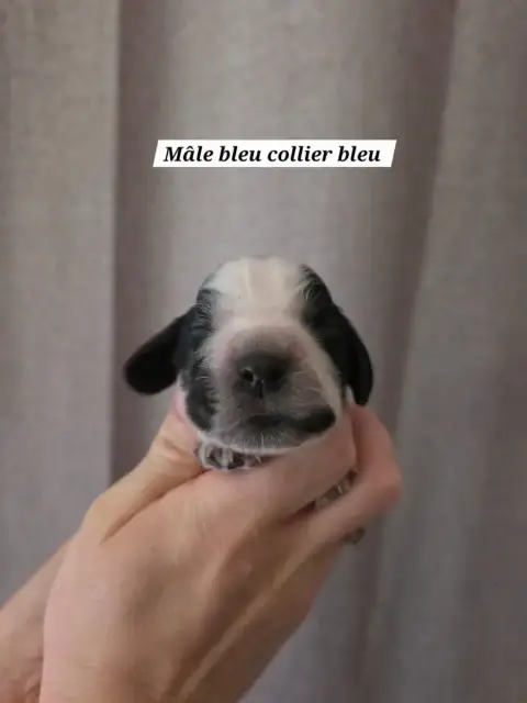 Cocker Spaniel Anglais  Collier Bleu Du Domaine De L' 7185c