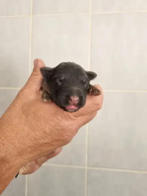 Berger Allemand Poil Long  Chiot 3 De L'Hacienda Del  b1197 photo 3