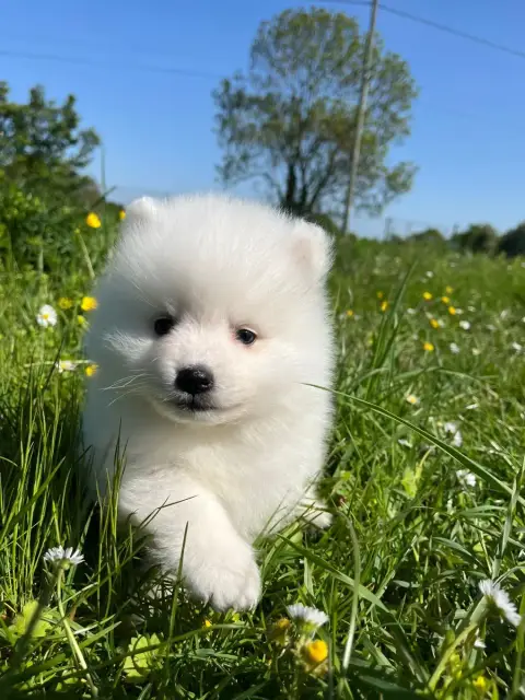 Spitz Japonais  Chiot N°2 De Jerrie Black photo 3