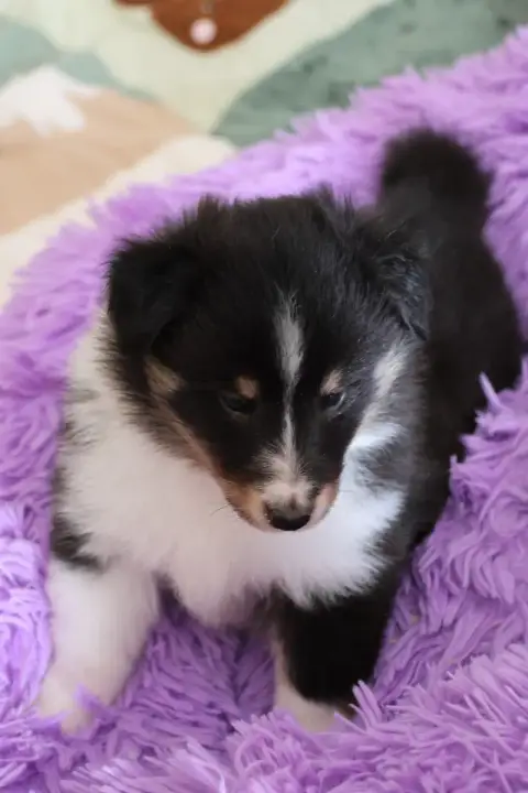 Shetland Sheepdog 
                        Chiot N°1  10ee6 photo 2
