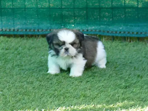 Shih Tzu  Bagherra Du Temps Des Amazones